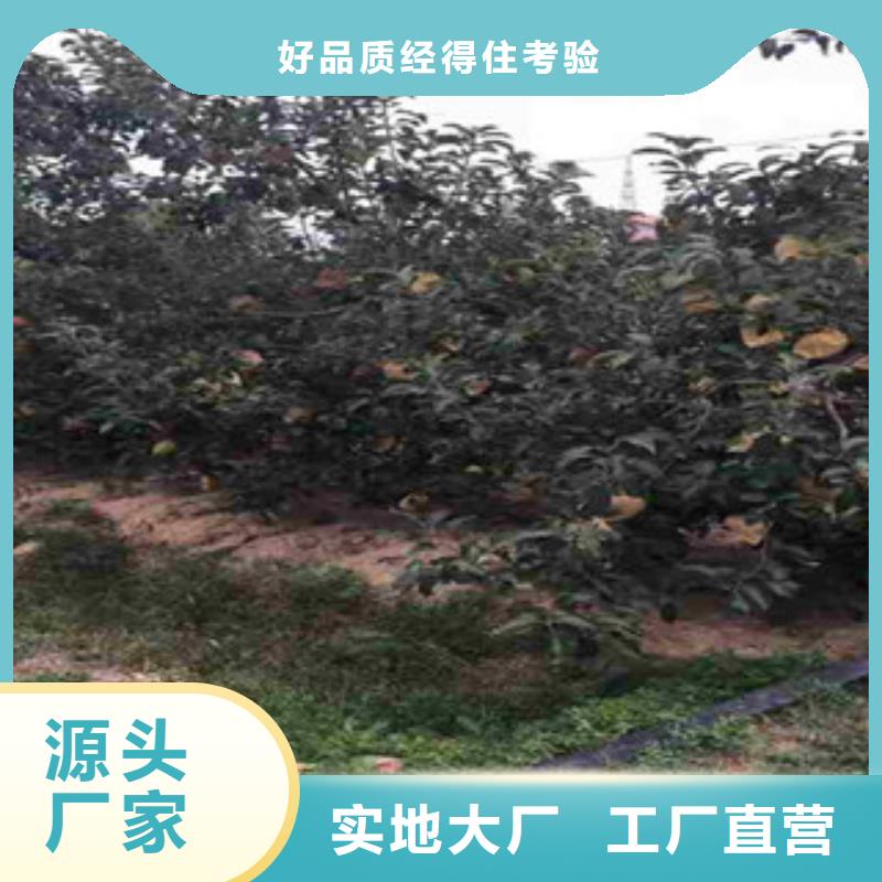 M9t337苹果树苗哪里的品种纯