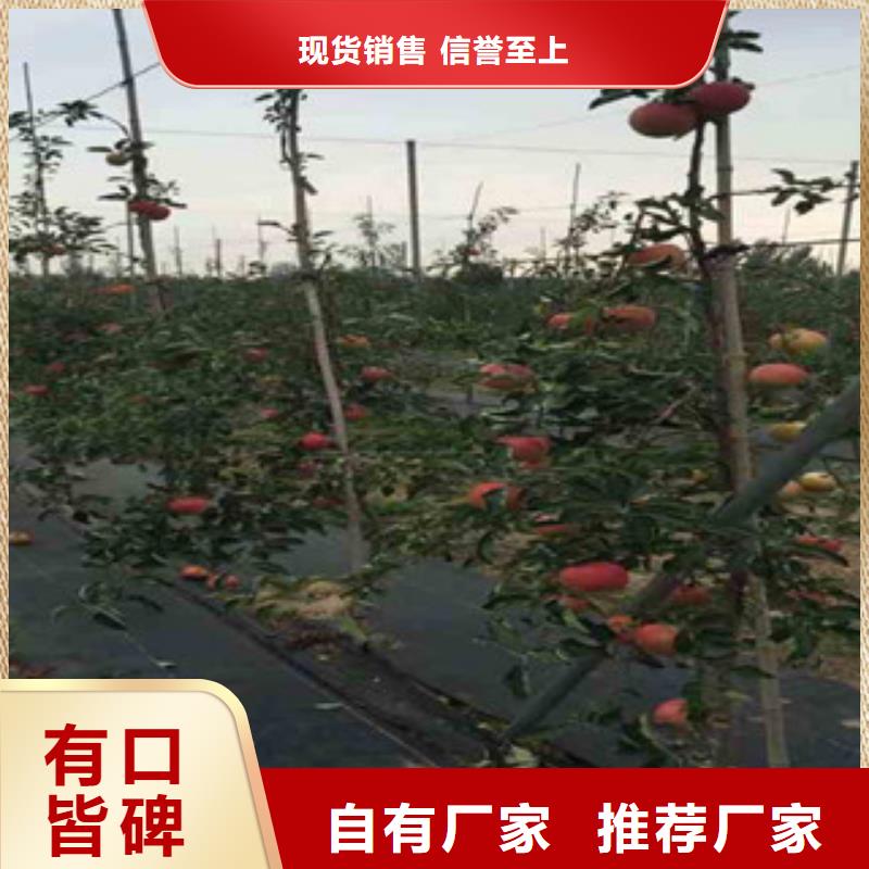 M9T337砧木树苗种植方法