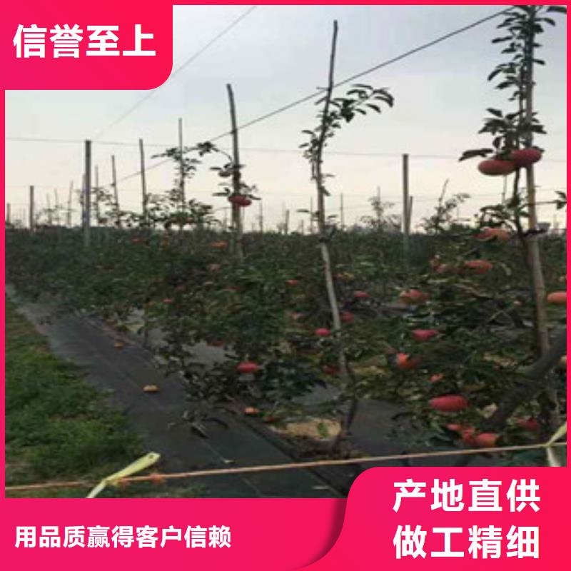 美国八号苹果树苗种植基地