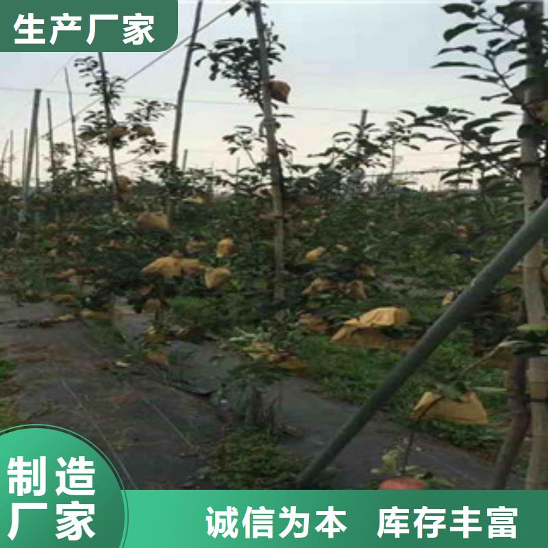 烟富3号苹果树苗种植时间