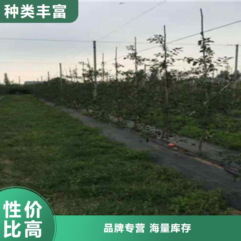 矮化苹果树苗15公分