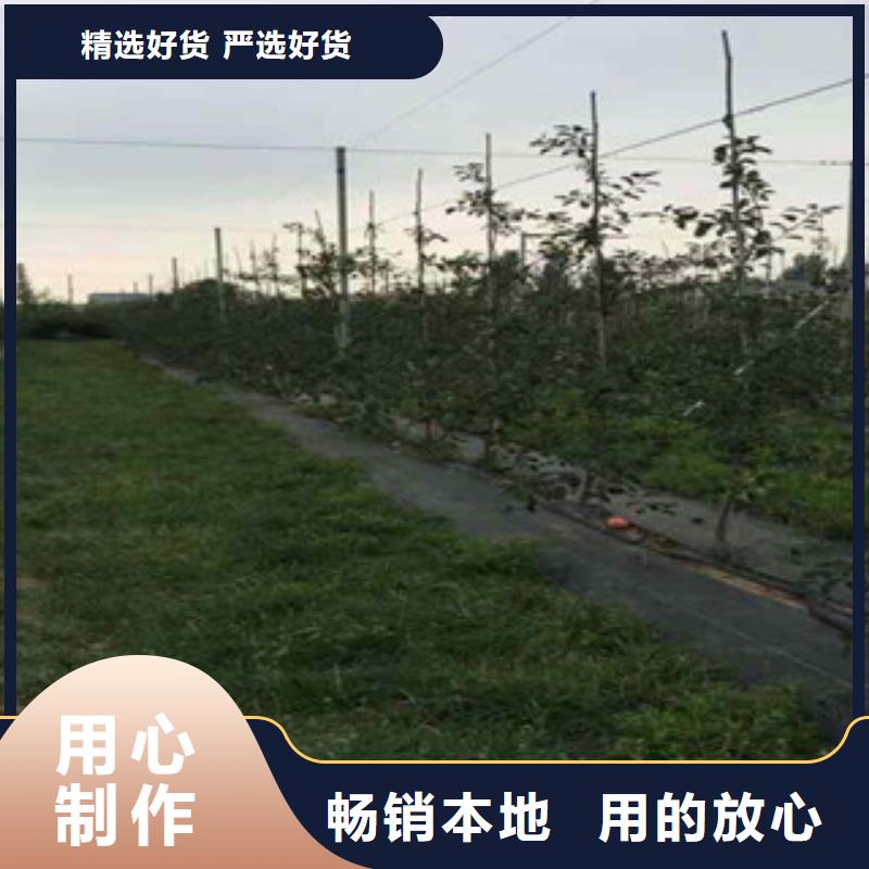 红将军苹果树苗基地图片