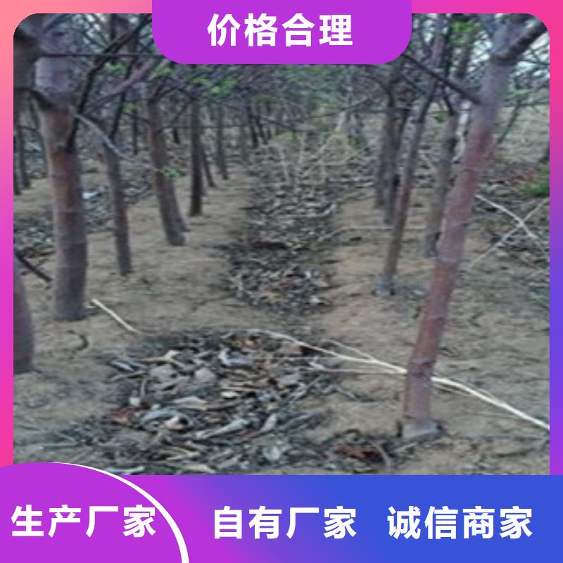 M26苹果砧木树苗量大从优