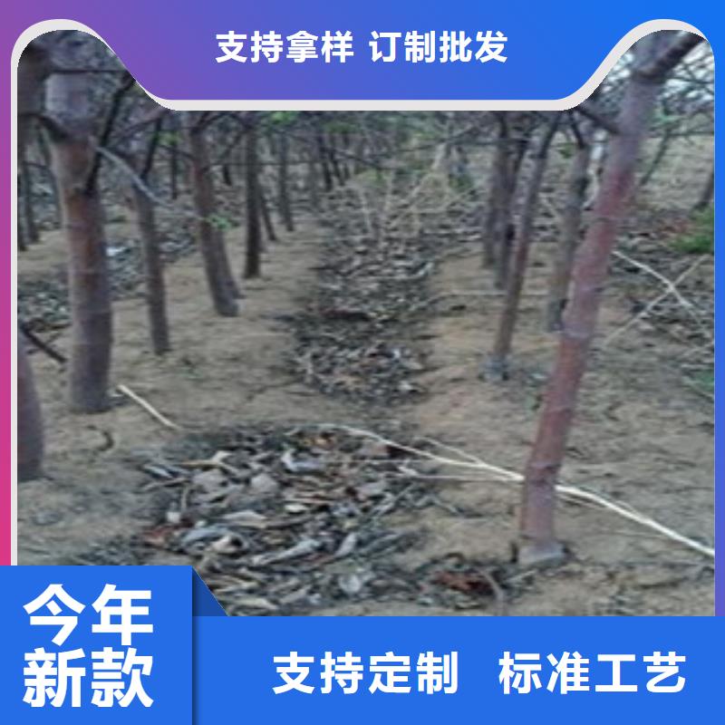 寒富苹果树苗种植方法及时间