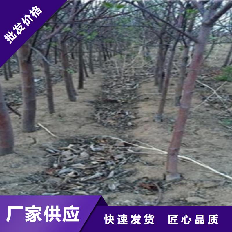 M9t337苹果树苗哪里的品种纯