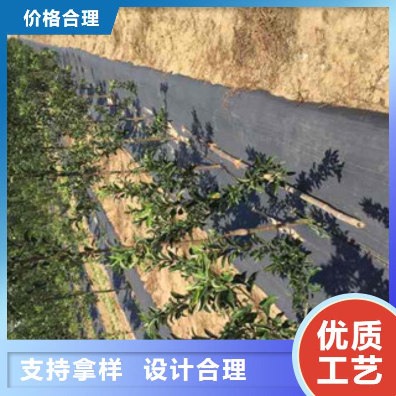 太极红苹果树苗基地