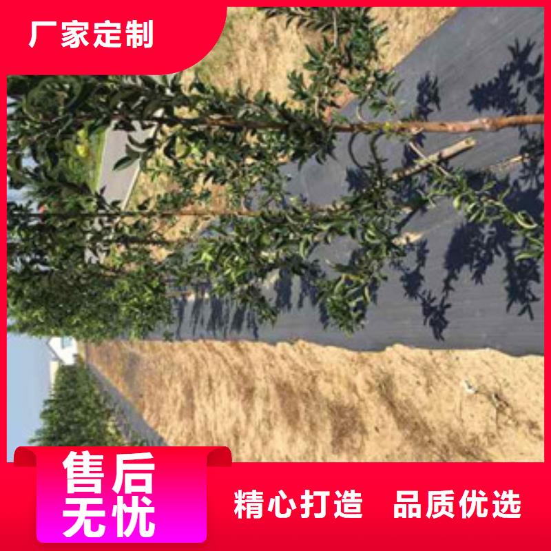 短枝苹果树苗报价