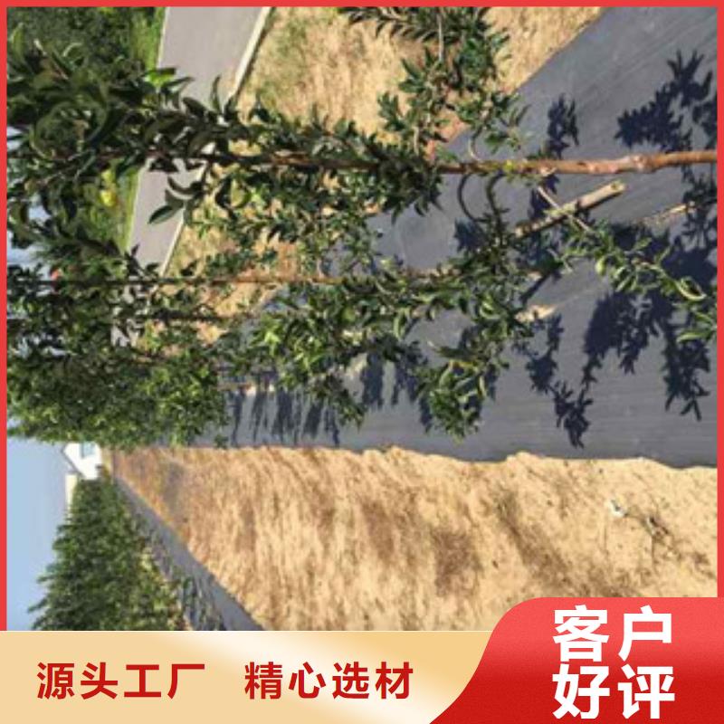 桑萨苹果树苗1.5公分