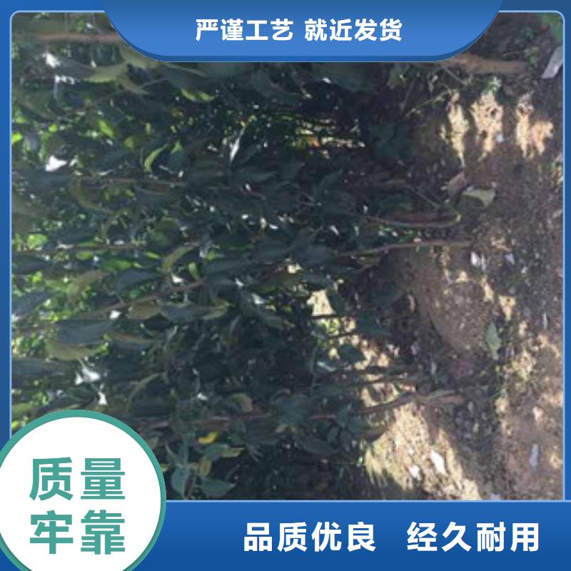 长枝苹果树苗12公分