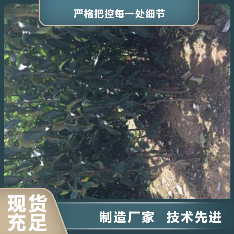 烟富5苹果树苗多少钱一颗