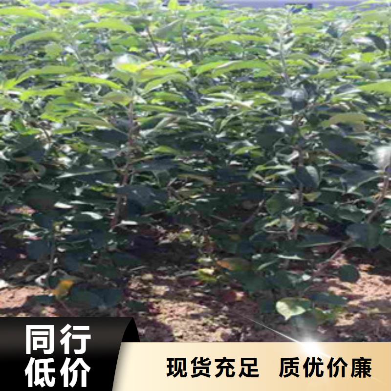 北斗苹果树树苗1.2公分