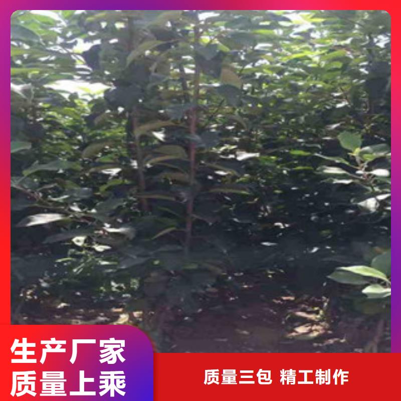 烟富3号苹果树苗种植时间