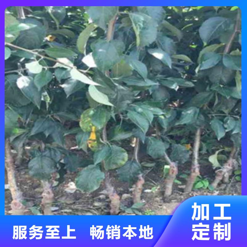 采购苹果苗认准兴海苗木种植合作社