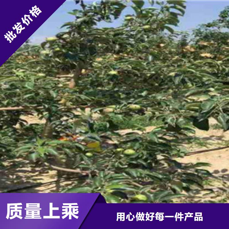 烟富7苹果苗哪里有卖的