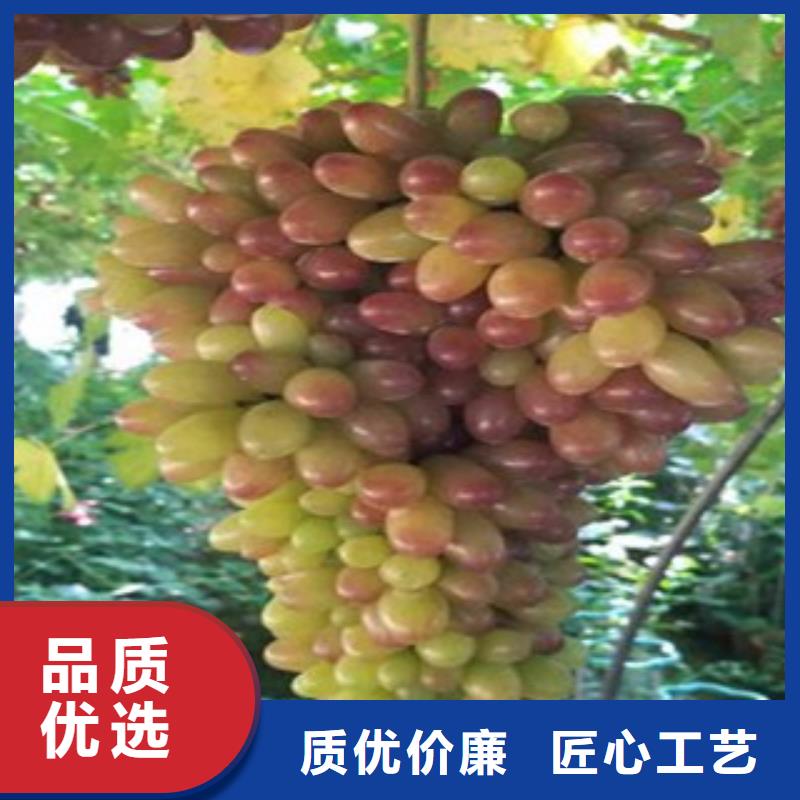 葡萄苗原廠定做