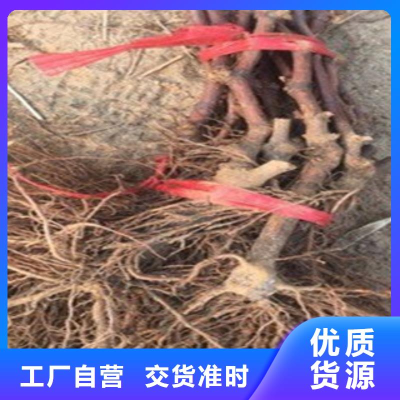 葡萄苗-薄利多銷