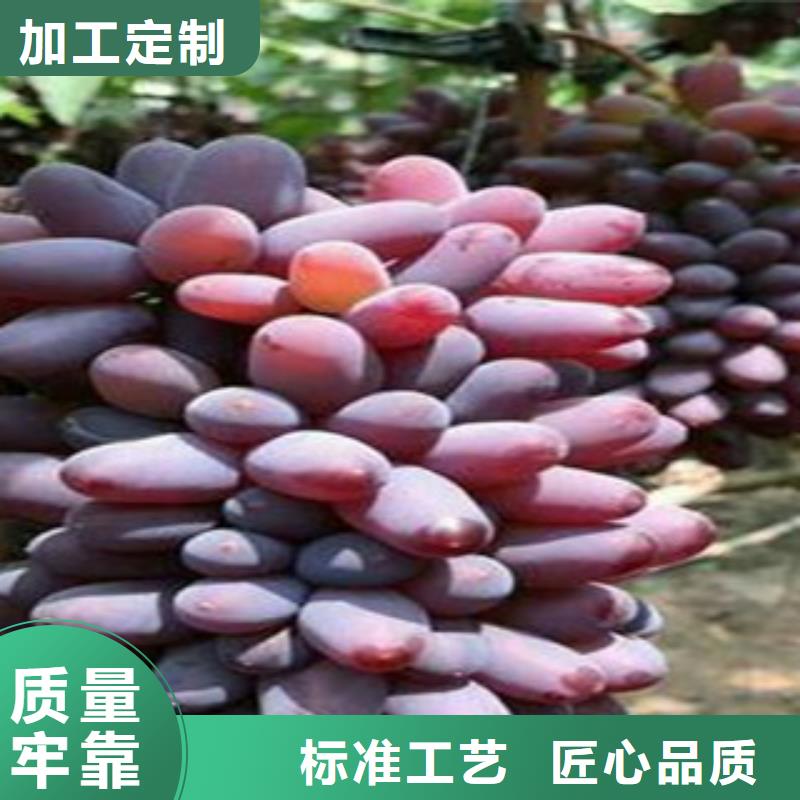 質量可靠的葡萄苗經銷商
