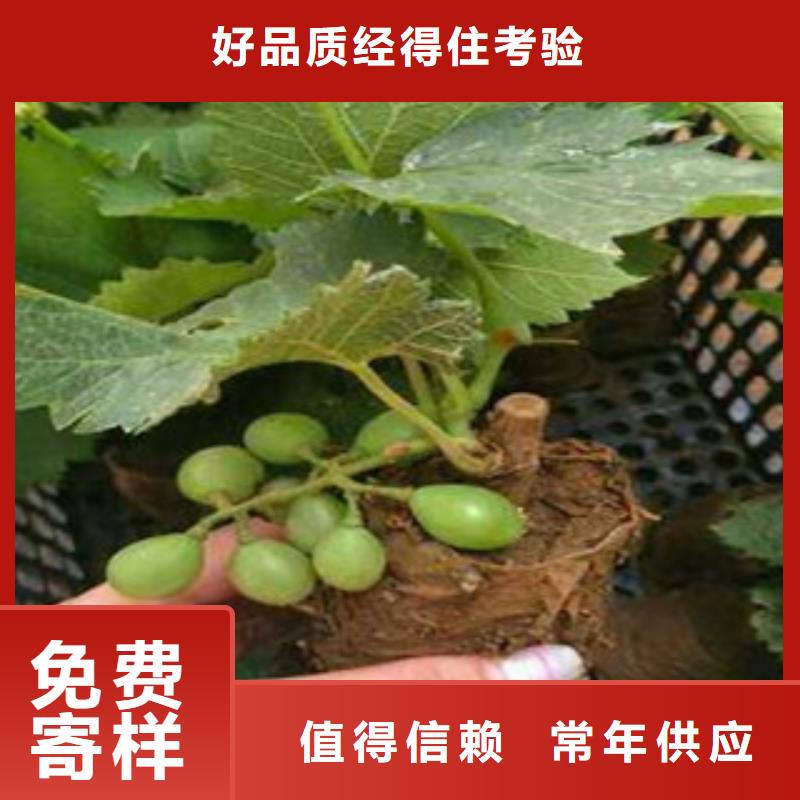 葡萄苗報價及時