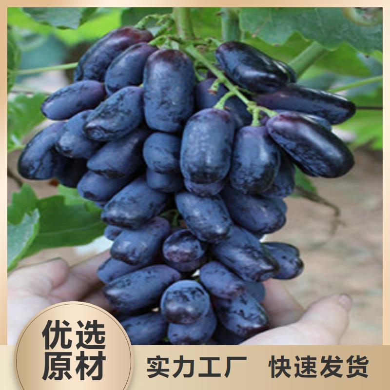 葡萄苗廠家實(shí)力雄厚
