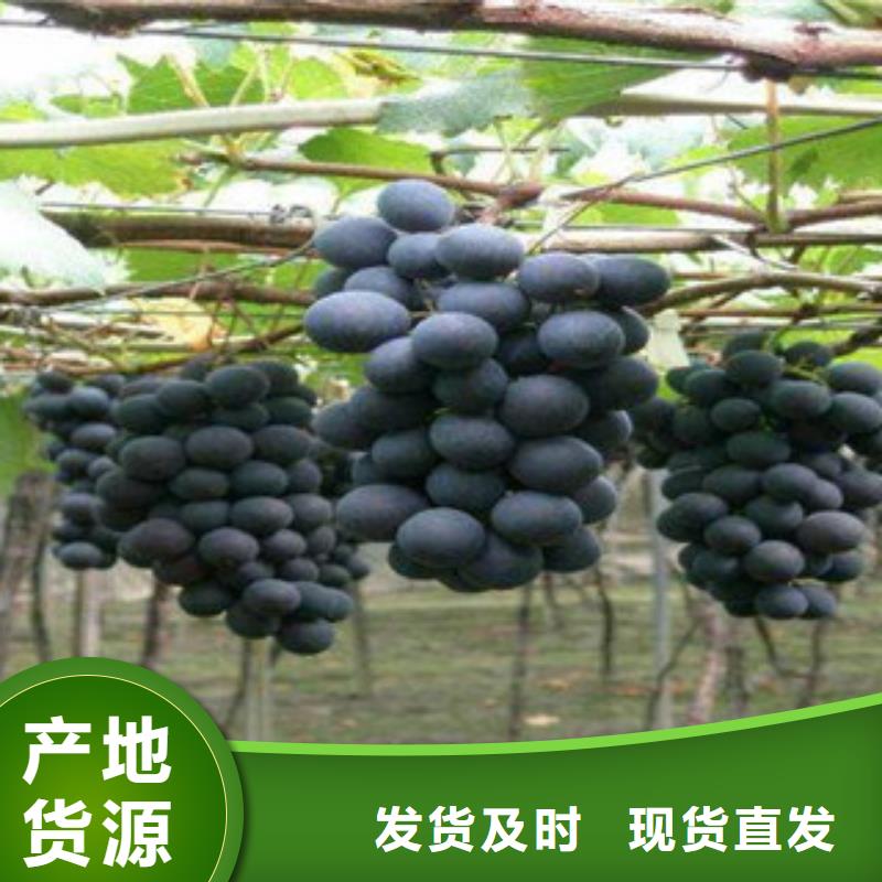 葡萄苗就是好