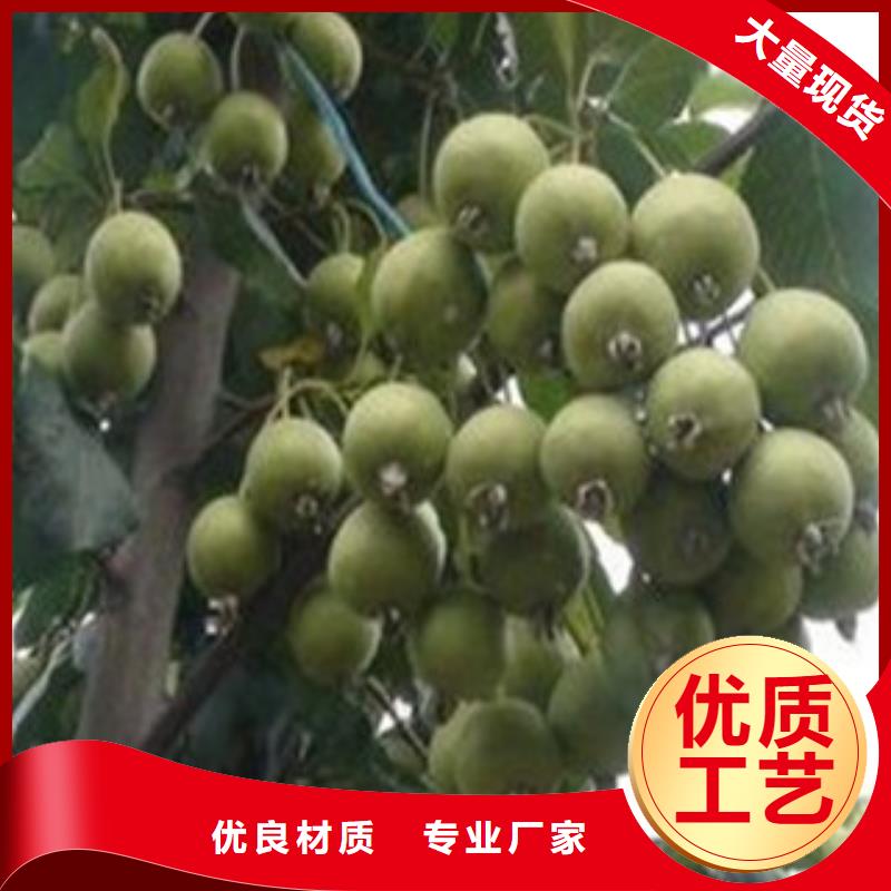 山楂苗實體大廠可放心采購
