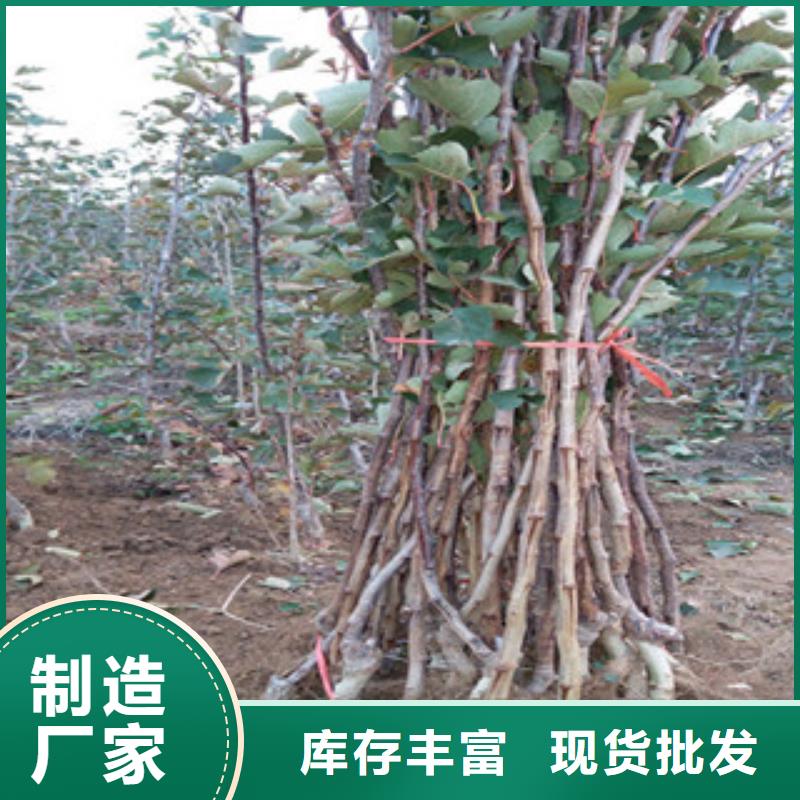 质量可靠的山楂苗厂商