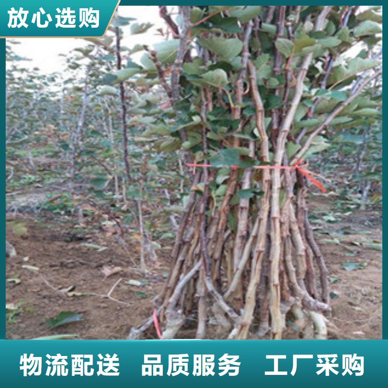 優(yōu)質(zhì)山楂苗廠家