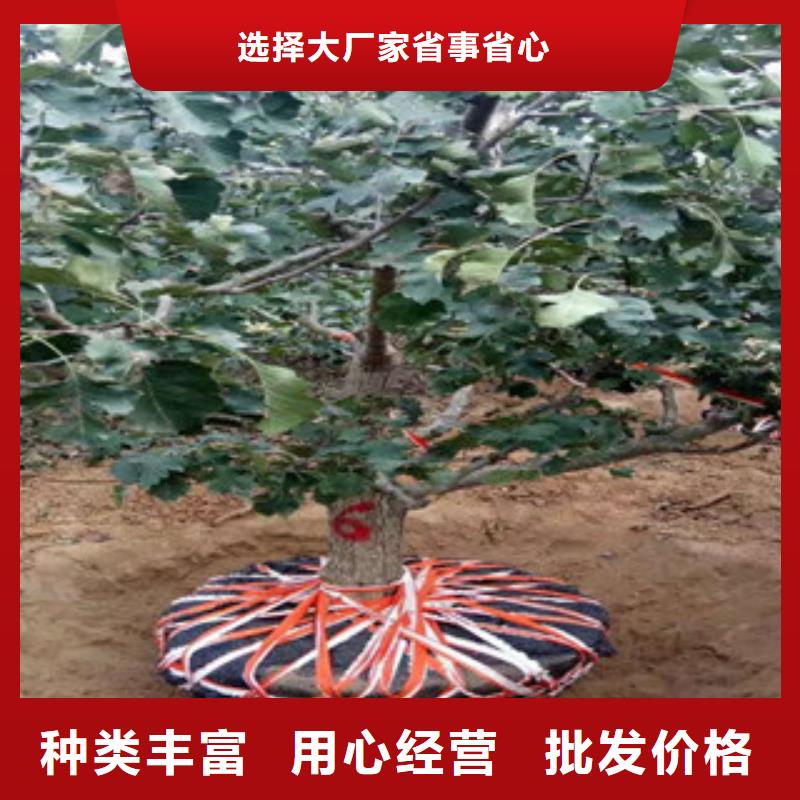 歡迎訪問-山楂苗
