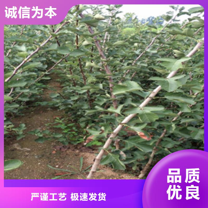 質量合格的山楂苗生產廠家