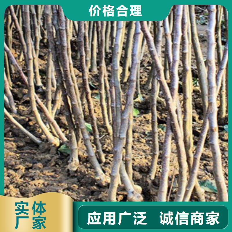 山楂苗品牌:兴海苗木种植合作社