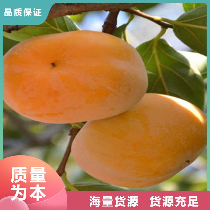 精選柿子苗廠家