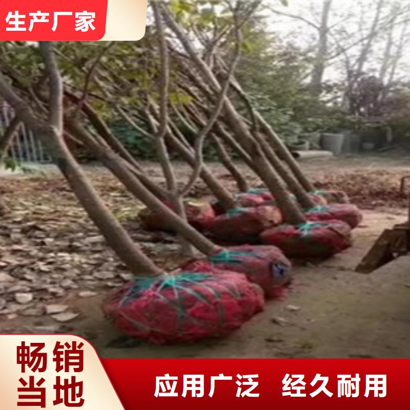 柿子苗來圖來樣定制