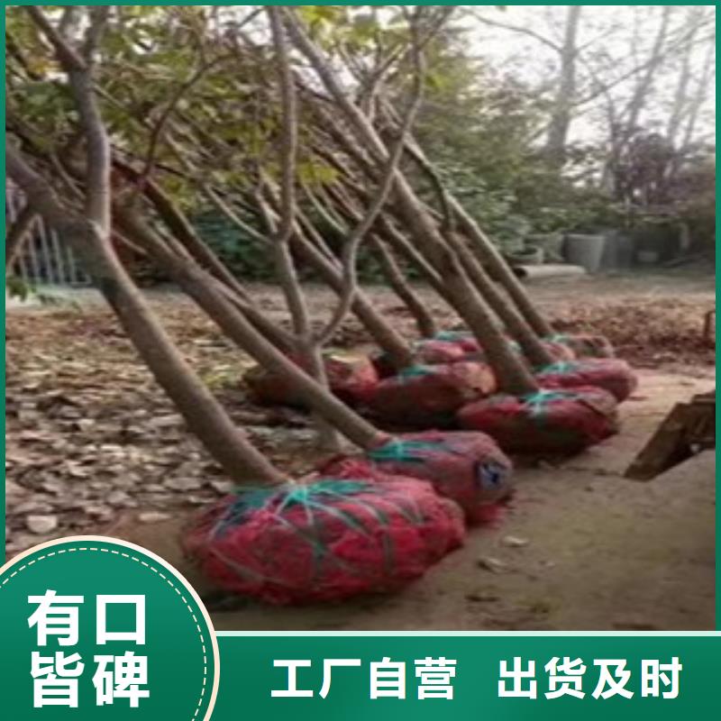 现货供应柿子苗_实力厂家