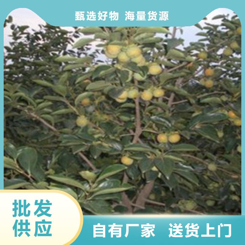 柿子苗生产厂家-找兴海苗木种植合作社