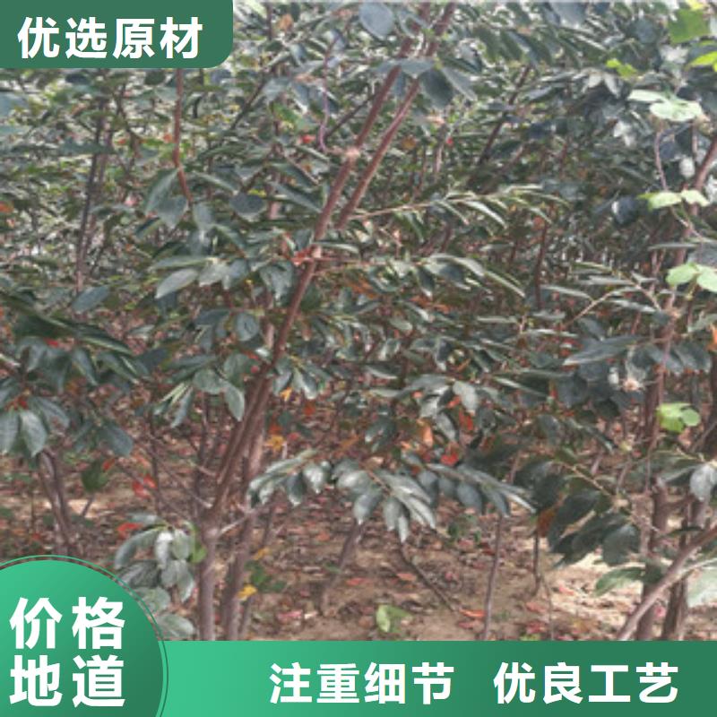 柿子苗廠家口碑好