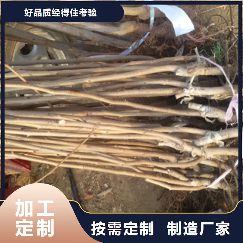 柿子苗厂家