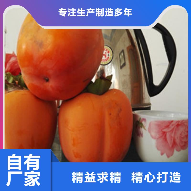 值得信賴的柿子苗廠家