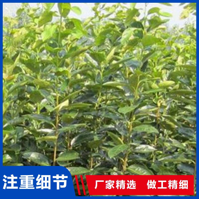 柿子苗口碑推荐-兴海苗木种植合作社