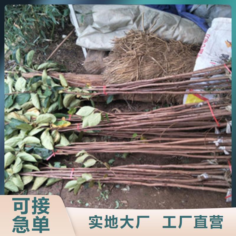 柿子苗優惠幅度大