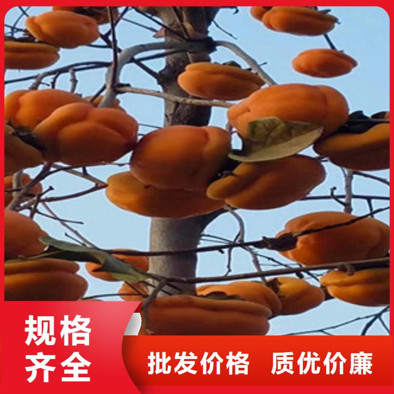 柿子苗品種多樣