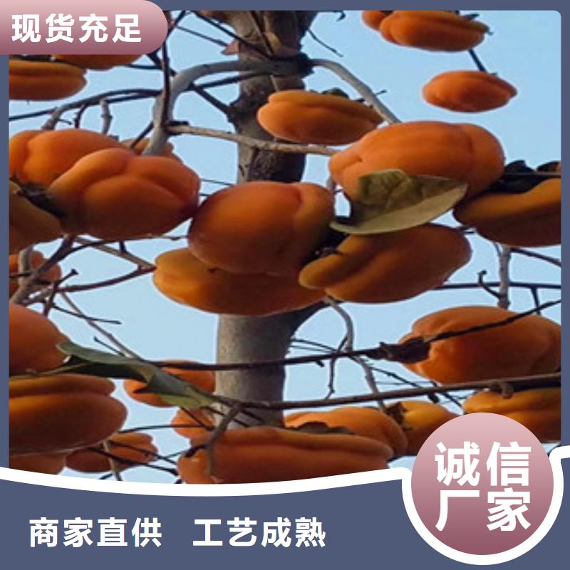 经验丰富的柿子苗基地