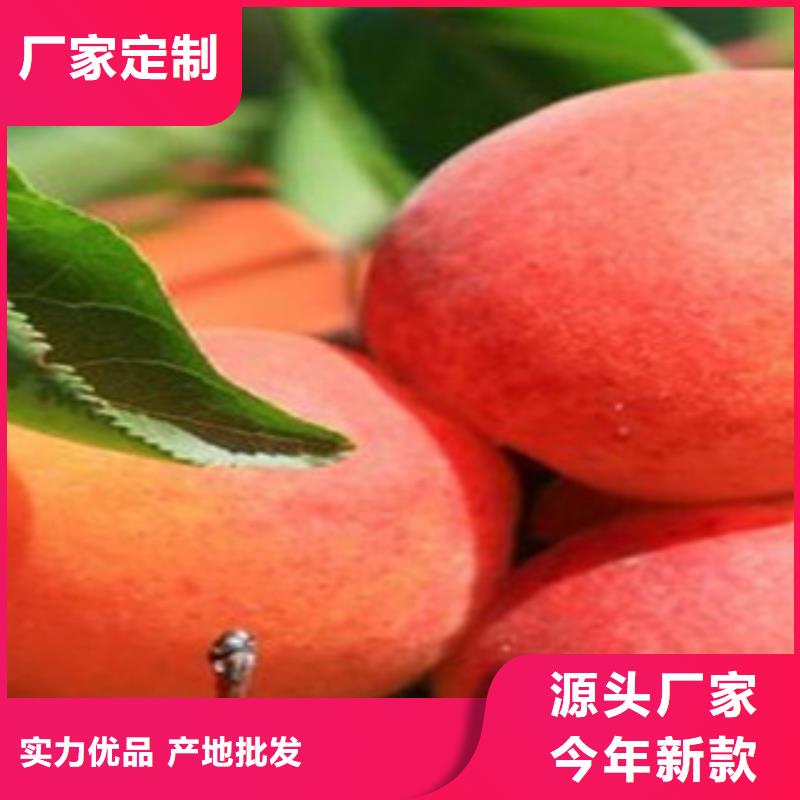 杏樹苗實(shí)力廠商