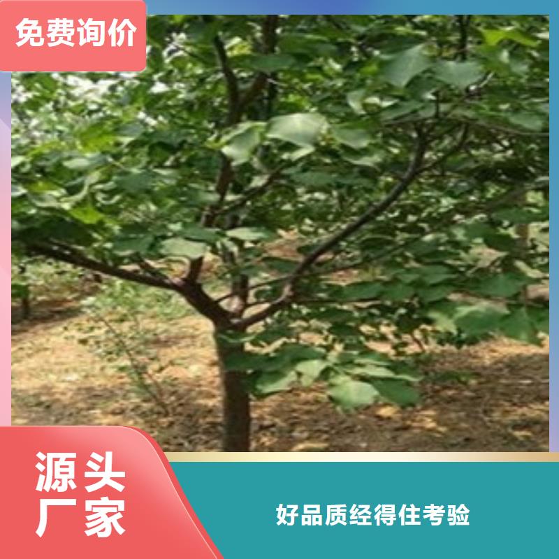 买杏树苗认准兴海苗木种植合作社