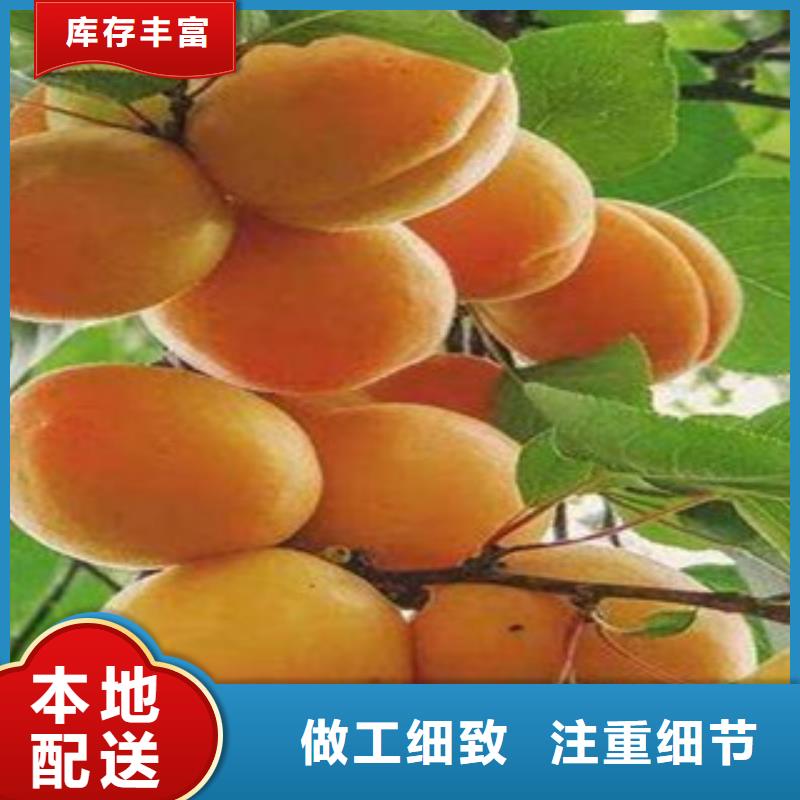供應杏樹苗_精選廠家