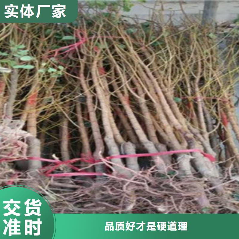 杏樹苗的規格尺寸