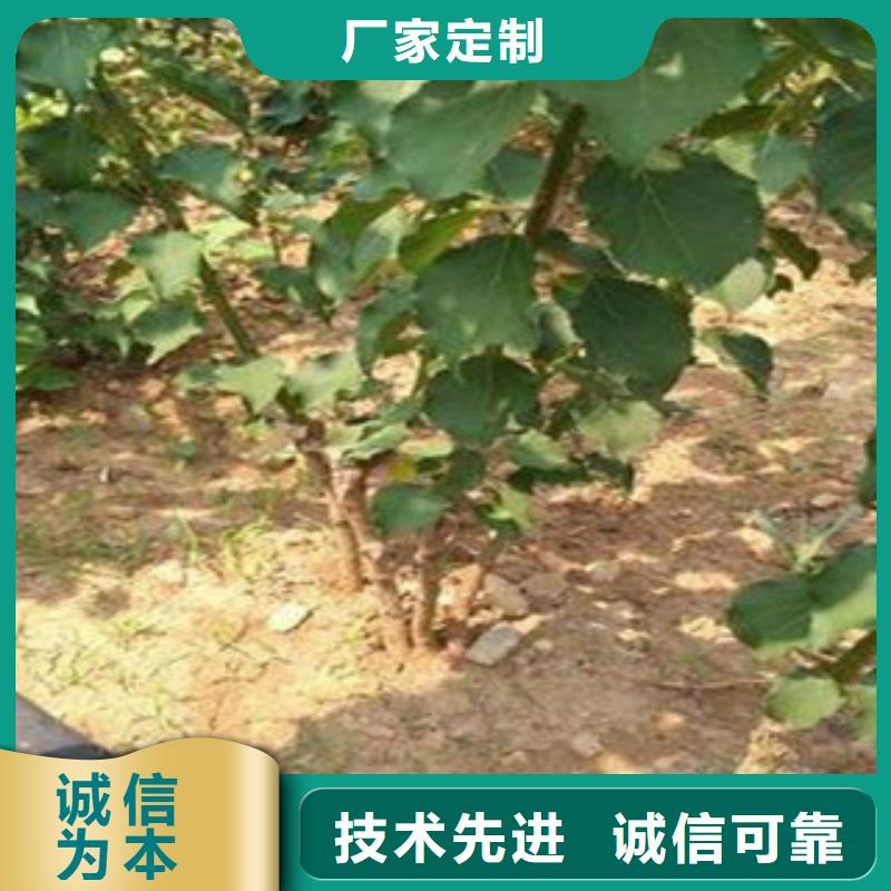 杏樹苗企業(yè)-可接大單