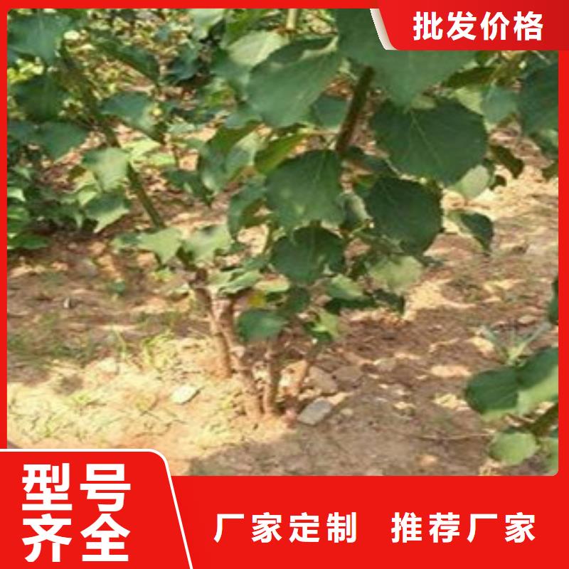 杏樹苗實(shí)力廠商