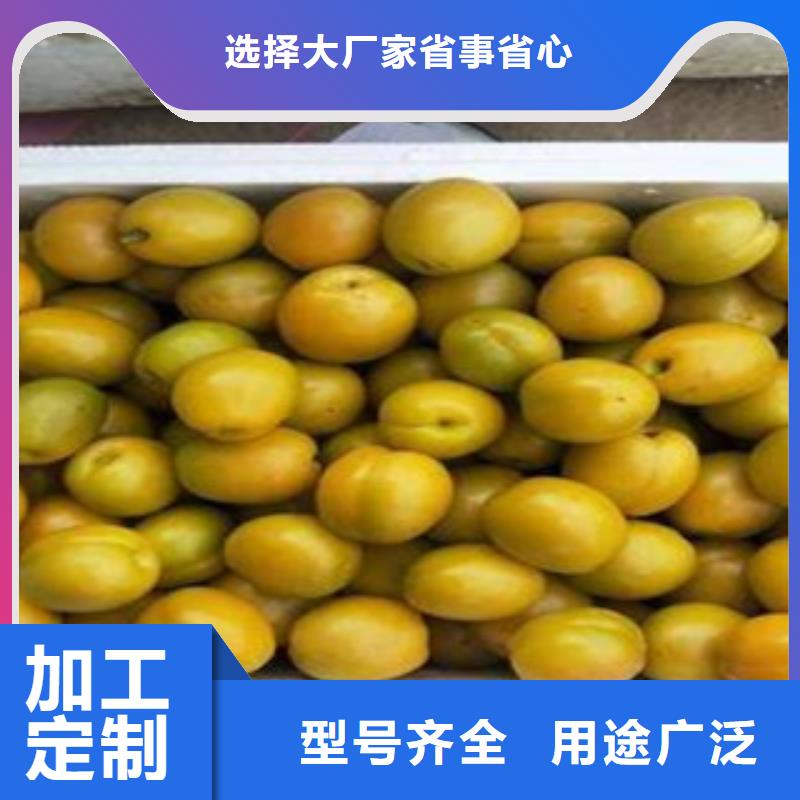 杏樹苗訂購