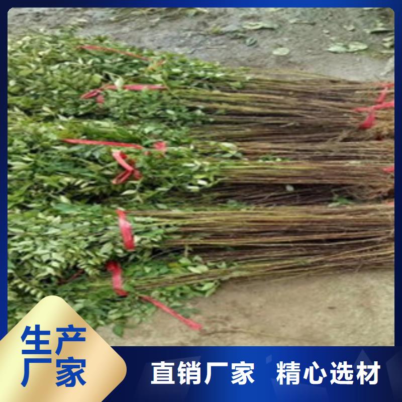 出貨快的杏樹苗廠家