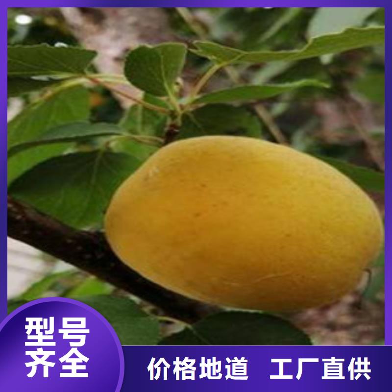 杏樹苗實力廠商